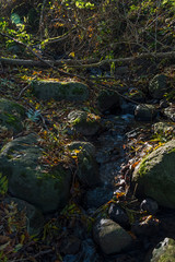 Rügen Wald Sonne Natur Outdoor
