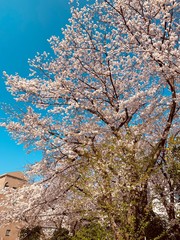 cherry blossom in spring