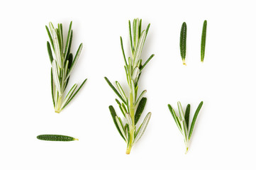 Fresh rosemary on white background