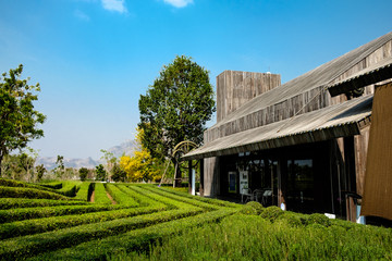 A wonderful vineyard with a wooden lodge during the sunny day