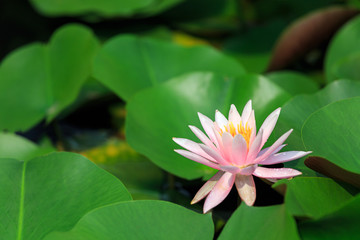 Obraz premium 睡蓮