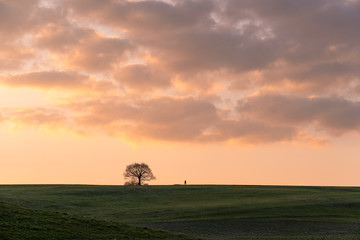 Sunset walk. Field with single tree