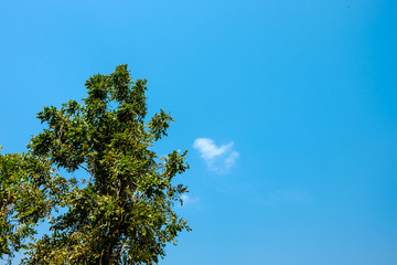 A tree branch with a sky background