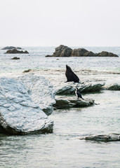 seagull and fur seal on the rocks