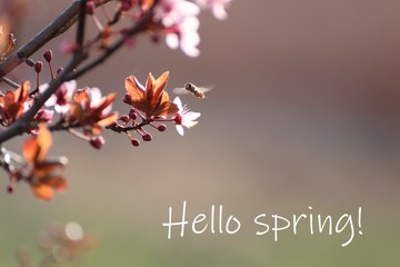 Hello spring!