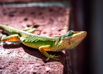 A Green Anole looking down at me from a brick wall!