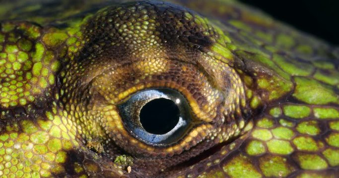 Banded Tree Anole (Anolis transversalis) Close-up of eye, from rainforest in Orellana province, in the Ecuadorian Amazon.