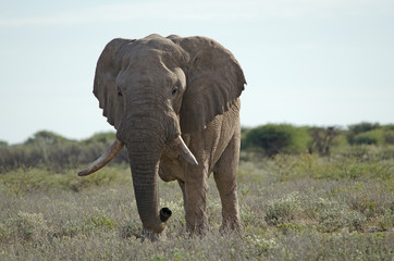 Large African elephant in Etosha