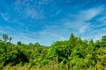 A tree panel with a sky background