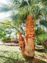 palm tree on beach
