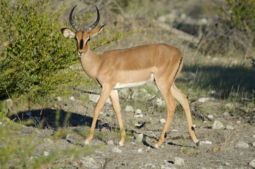 Male black-faced impala, facing camera, Etosha National Park