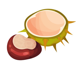 Open Chestnut Thorned Shell with Brown Nut Nearby Vector Illustration