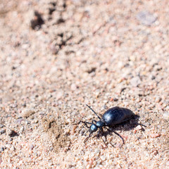 The first spring Ground beetles, begin to live on a cold ground. Springtime