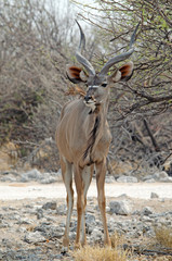 Front-view of Greater Kudu, Etosha