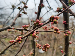 lilac buds on branches in spring