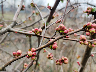 lilac buds on branches in spring