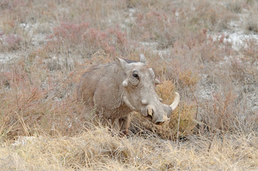 Naklejka na ściany i meble View of common warthog in tall grasses, Etosha