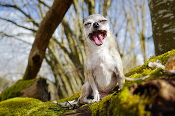 Chihuahua gähnt genüsslich