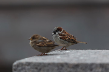 Alone sparrows on the marble tiles huddled against the cold