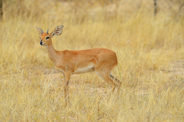 Steenbok in tall grass, yellow, Etosha