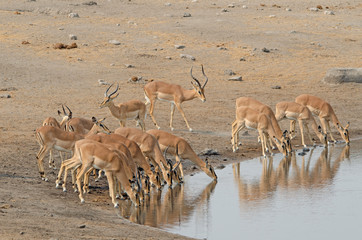 Herd of black-faced impala drinking at waterhole, Etosha