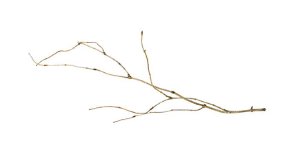 Dry twig isolated on white