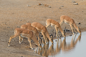 Herd of black-faced impala drinking at waterhole, Etosha