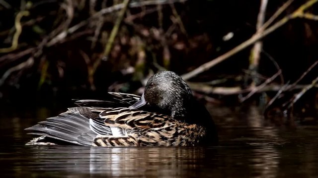 Duck online hunting videos