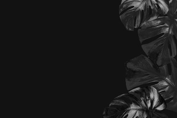 Trendy black minimalist. Colored in black exotic tropical palm monstera leaves on black background...