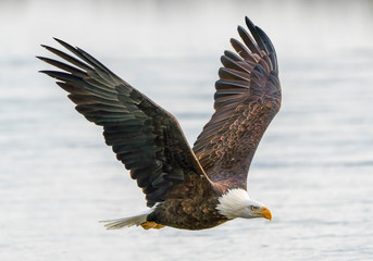 Fototapeta premium Cruising the Chilkat