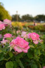SAN JOSE, CALIFORNIA, USA - JULY 2, 2019: Municipal Rose Garden
