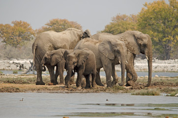 Obraz na płótnie Canvas Herd of African elephant at waterhole, Etosha