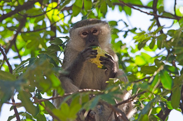 Young vervet monkey eating fruit in tree, Northern Namibia, Africa