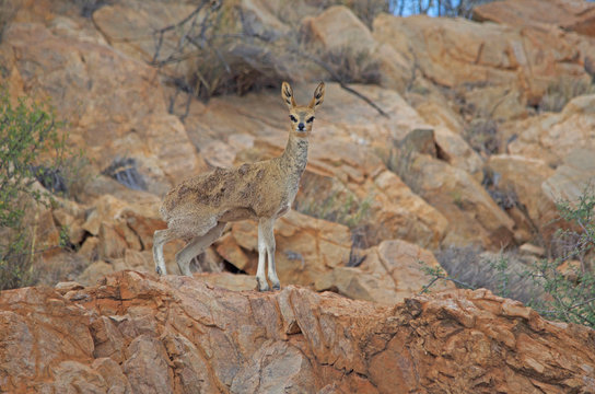 Female klipspringer poses on mountain, southern Namibia, Africa