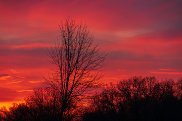 Obraz premium tree in the sunset