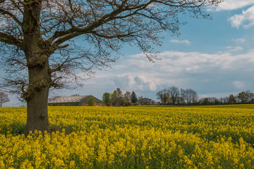 Obraz premium Alter Baum auf einem gelb blühenden Feld mit Rapsblüten