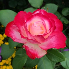 Red rose in garden