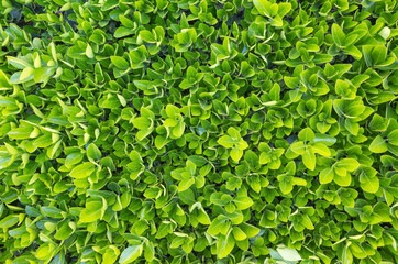 bird's-eye view of green boxwood,bird's-eye view green leaf hedge, Euonymus japonica, spindle tree, staff tree