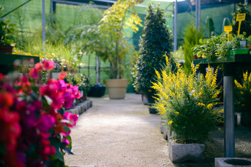 Shop of garden flowers selling plants, fertilizers. Defocused, blurred image with perspective view