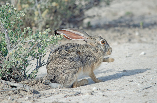 Cape hare holds up paw in Etosha