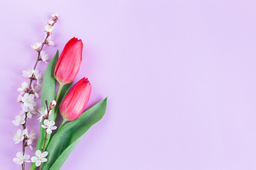 Beautiful pink tulips with blossoming branches of apricot tree on a pastel violet background.