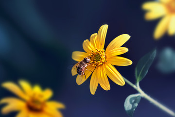Small yellow bright summer flowers and bee  on a background of blue and green foliage in a fairy garden. Macro artistic image. - 335002691