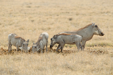 Fototapeta premium Sounder of common warthog in dry grass, Etosha