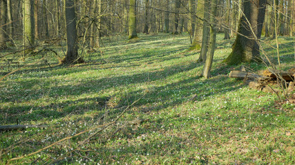 Floodplain forest in spring with Wood anemone nemorosa plants with white flowers. Early-spring flowering, tree stem oak, linden, hornbeam and ash. spring aspect of flowers, nature reserve