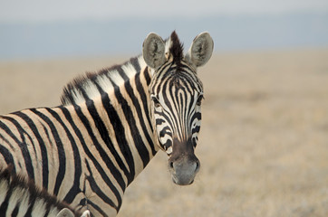 Fototapeta na wymiar Close-up of Burchell's zebra, Etosha