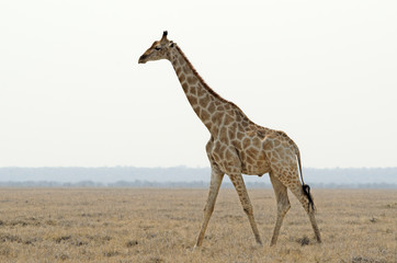 Giraffe walks along plain, flat clear horizon, sparce, Etosha