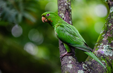 parrot in a tree