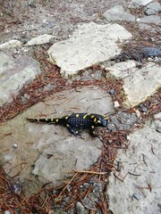 lizard on rock