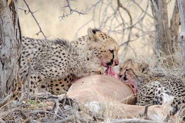 Cheetah mother and cubs at kill, Etosha © Bryony