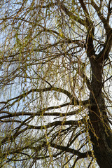 willow in spring
